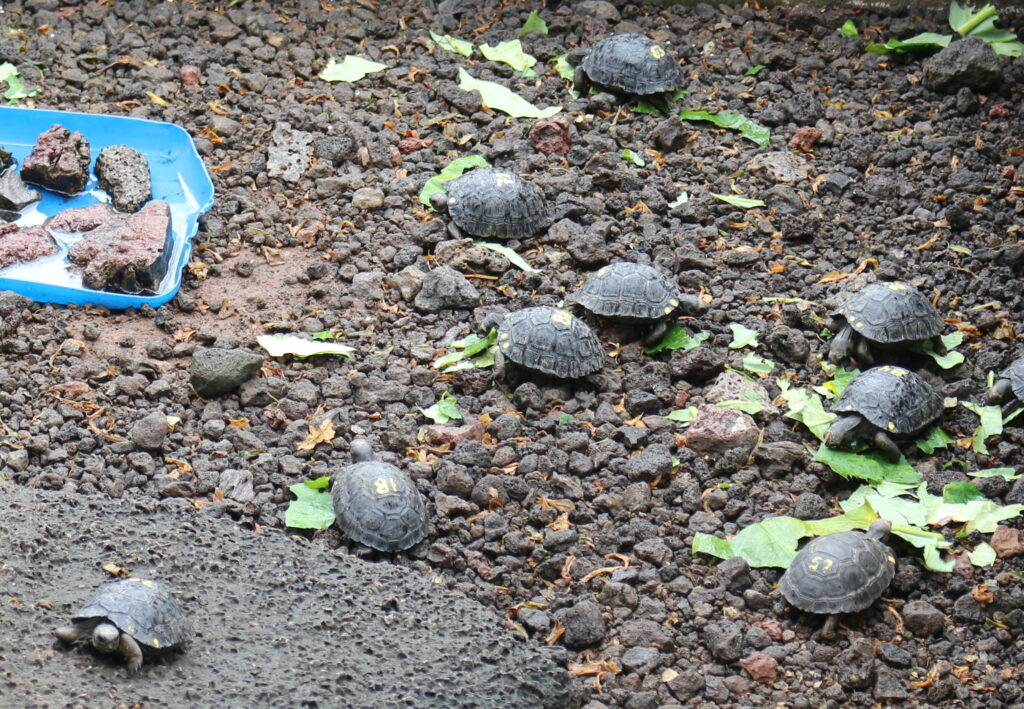 Baby Tortoises at Isabela breeding center