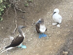 Three blue footed boobies, with the dark blue being a mature male
