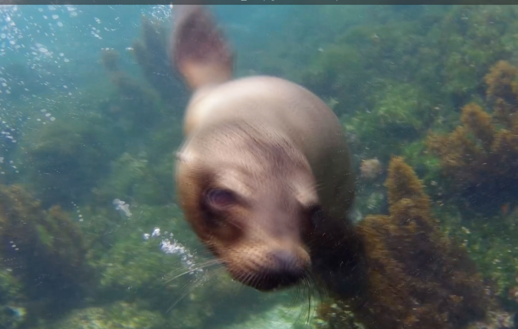 Galapagos Sea Lion playing with the snorkelers