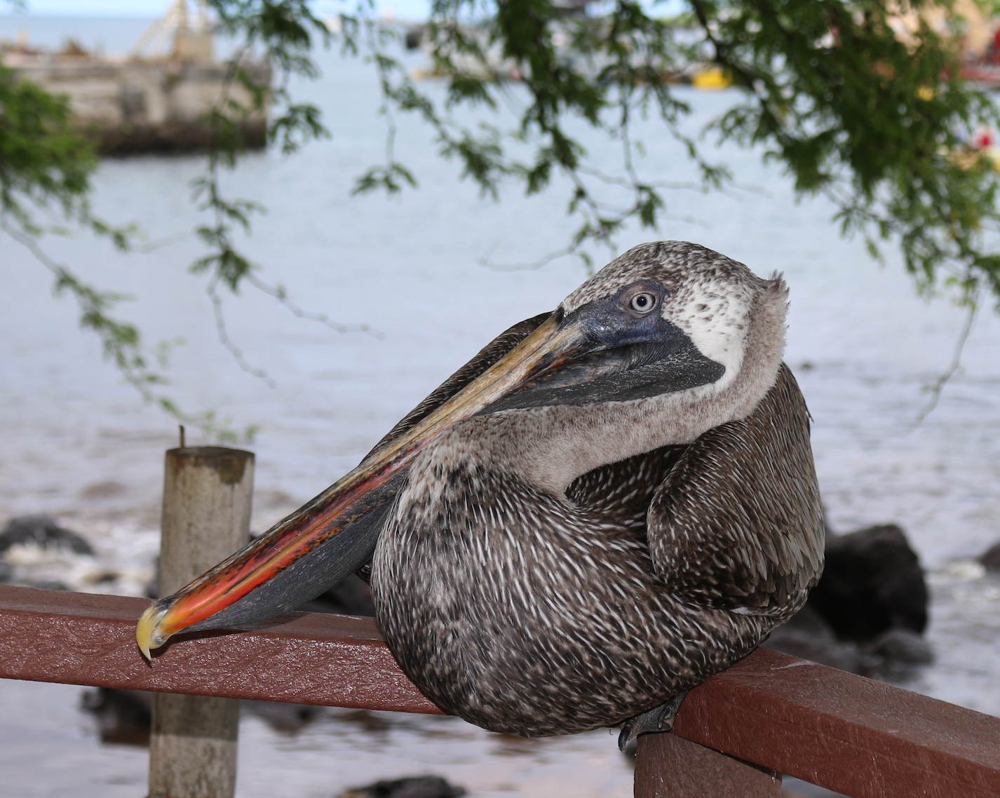 "Tame" Pelican at San Cristobal"