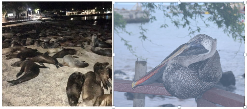 Sea Lions and Pelican on San Cristobal